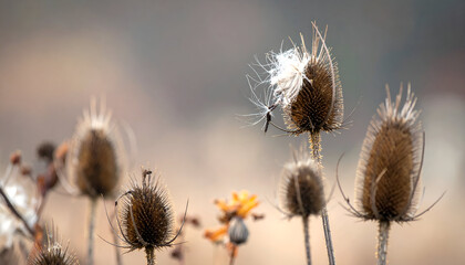 Obraz premium Dried teasel plants stand tall in a field during the autumn season, showcasing their unique texture and form against a blurred, natural backdrop, evoking a sense of serenity.