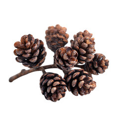 Pinecone Spray png