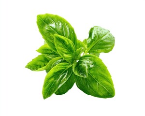 Bright green basil leaves arranged against a stark white background, highlighting the herb's fresh, vibrant color and delicate texture