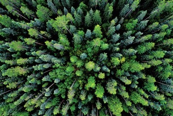 An aerial shot of a dense forest canopy showcases varying shades of green, forming a textured, immersive view of nature's fractal patterns
