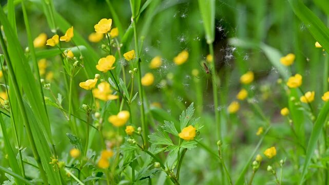 wild buttercups growing in a meadow