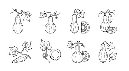 Collection of botanical illustrations of gourds and squash in silhouette