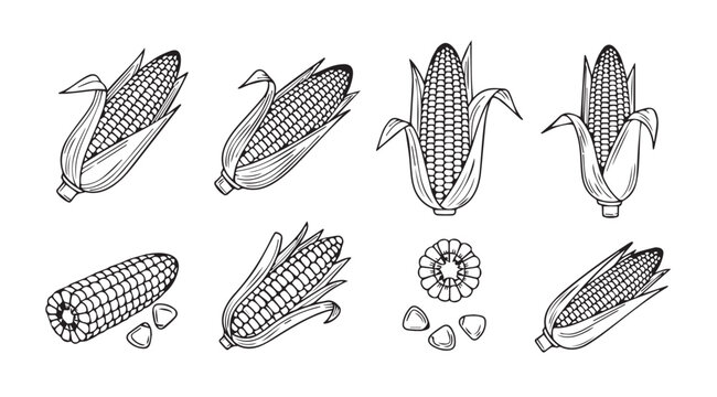 Collection of detailed corn cob illustrations in a distinctive silhouette style