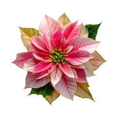 Poinsettia Bloom png