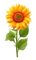 Fototapeta premium A vibrant sunflower stands tall, its golden petals radiant against a crisp, white backdrop, accompanied by verdant leaves on its slender stem