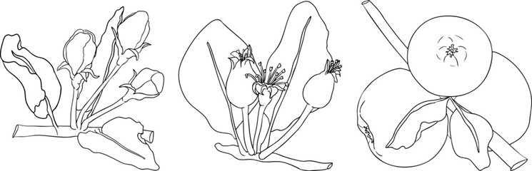 Line apples, perfect for educational or botanical designs. High quality illustration, coloring pages.	