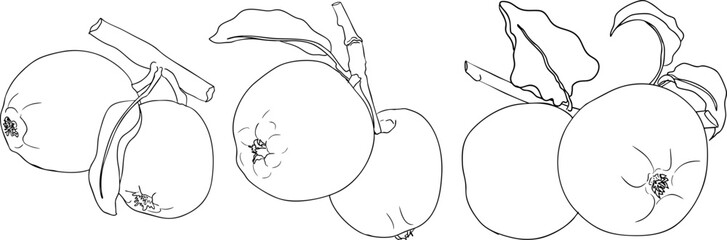 Line apples, perfect for educational or botanical designs. High quality illustration, coloring pages.	