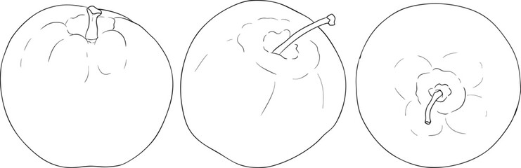Line apples, perfect for educational or botanical designs. High quality illustration, coloring pages.	