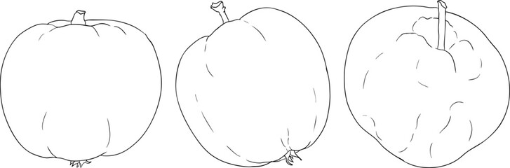 Line apples, perfect for educational or botanical designs. High quality illustration, coloring pages.	