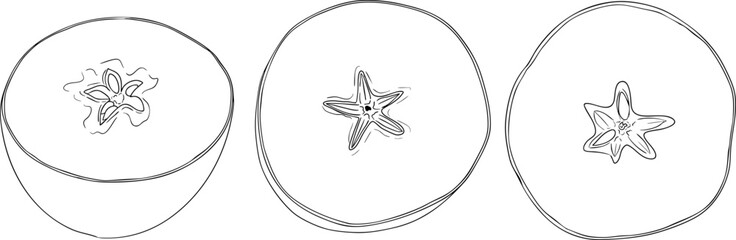 Line apples, perfect for educational or botanical designs. High quality illustration, coloring pages.	