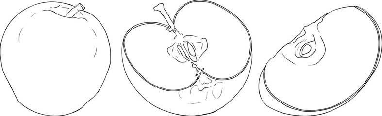Line apples, perfect for educational or botanical designs. High quality illustration, coloring pages.	