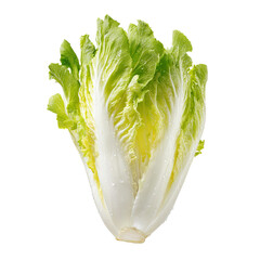 Fresh, crisp head of bok choy