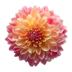 Pompon Dahlia png