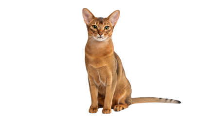 Abyssinian with white background