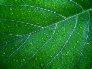 Fresh Green Leaf with Raindrops. 
A close-up view of a fresh green leaf with delicate raindrops highlighting its natural veins.
