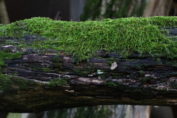 moss on the tree