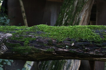moss on the tree