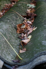 autumn leaves on the old roof
