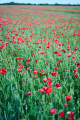 A breathtaking view of a beautiful poppy field that showcases an array of vibrant red flowers against lush green grass
