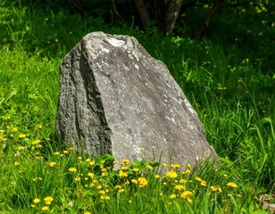 Large, grey stone rests in vibrant green grass, surrounded by yellow wildflowers