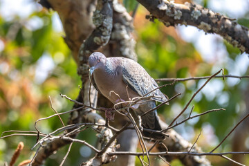 The white-winged dove (Patagioenas picazuro) is a colombid bird endemic to South America, found in Brazil, from the northeast to the south, in Paraguay, Uruguay, Bolivia and Argentina.
