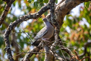 The white-winged dove (Patagioenas picazuro) is a colombid bird endemic to South America, found in Brazil, from the northeast to the south, in Paraguay, Uruguay, Bolivia and Argentina.