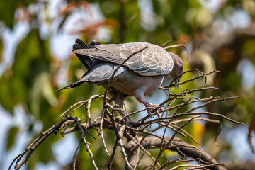 The white-winged dove (Patagioenas picazuro) is a colombid bird endemic to South America, found in Brazil, from the northeast to the south, in Paraguay, Uruguay, Bolivia and Argentina.