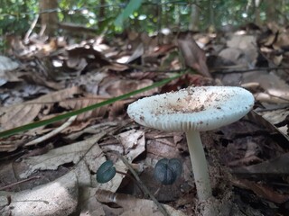 Poisonous mushrooms in the big forest