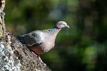 The white-winged dove (Patagioenas picazuro) is a colombid bird endemic to South America, found in Brazil, from the northeast to the south, in Paraguay, Uruguay, Bolivia and Argentina.