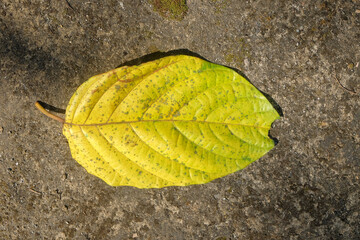 Top view of yellow dry leaves falling on the floor. Autumn concept. For graphic design, 3D rendering and banner background