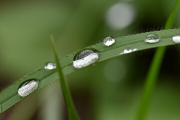 植物の葉の上に雨露