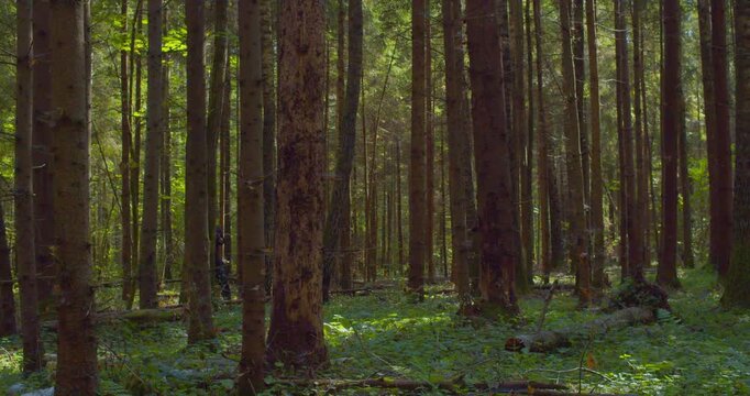 Modern lifestyle. A man backpacker traveling alone in forest wild. Man hiking trip through the green forest with backpack. Man traveler explore while walking in green forest. Travel concept