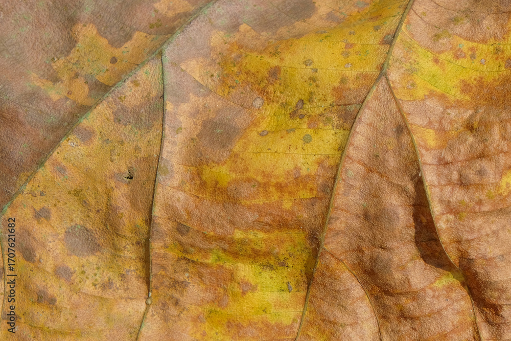 Poster background pattern and texture of dry leaf surface in yellow and brown combination. concept of autum