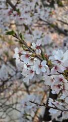 Obraz premium pink cherry blossom