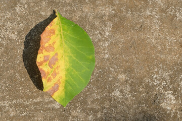 Wide dry leaves in yellowish green and brown combination fall on the floor. Copy space for text. Autumn, ecology and environment concept. For graphic design, 3D rendering and banner background
