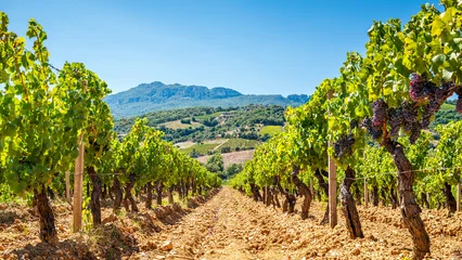 Selbstklebende Fototapeten Weinberg Overview of the rows of a vineyard cultivated on the plain between the mountains and the hills, under a spectacular blue sky. Sardinia, Italy. Traditional agriculture.  © francescomou