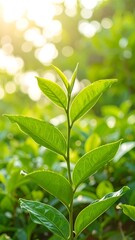 Fototapeta premium Fresh tea leaves in sunlight