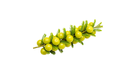Amla fruit, also known as indian gooseberry, is a nutrientrich superfood with a tart and slightly bitter taste, isolated on transparent background