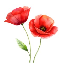 Two Red Poppies with Green Stems and Leaf on White poppy flower