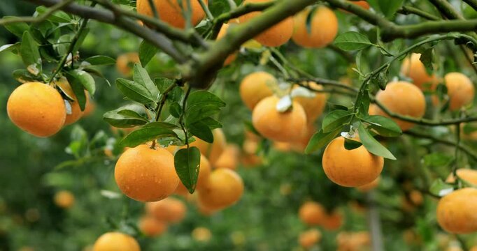 A scene of abundant harvest, with citrus fruits accumulating in the orchard