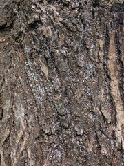 Rough tree bark texture background in natural forest.