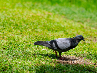 Beautiful dove or pigeon standing on lush green grass lawn in public park - peaceful urban wildlife bird in natural outdoor garden setting.