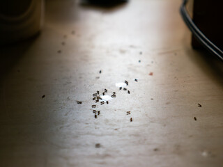 Sugar Ants Invading Kitchen Table - Household Pest Problem and Sweet Drink Spill Cleanup.