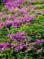 Beautiful Purple Bougainvillea Flowers in Full Bloom - Vibrant Tropical Garden and Nature Background.