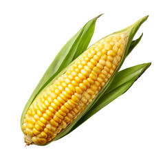 Obraz premium Yellow corn cob with leaves