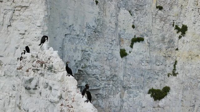 Cormorants on White Cliff from a drone over Old Harry Rocks Jurassic Coast, Handfast Point, Dorset Coast, Poole, Dorset, England