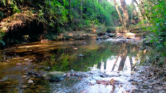 Babbling brook flow over stones in countryside forest in George, South Africa