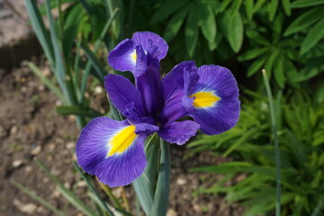 purple iris flower with purple and yellow blotched petals. fragrant bulbous garden flower