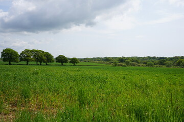 lush green farmland. view over crop field in the English countryside with surrounding trees