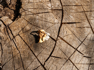 Old Tree Stump with a Single Leaf